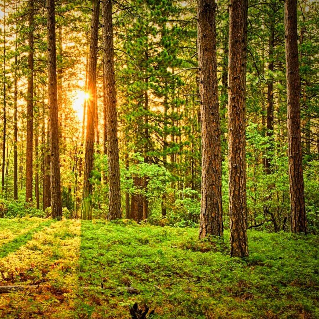 Environment-and-Supply-Chain